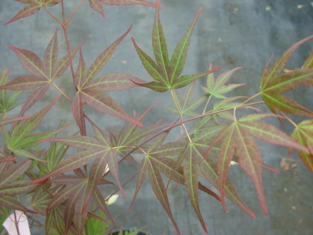 ALPINE SURPRISE-long narrow leaf--3g heavy ALPINE SURPRISE-long narrow leaf--3g heavy